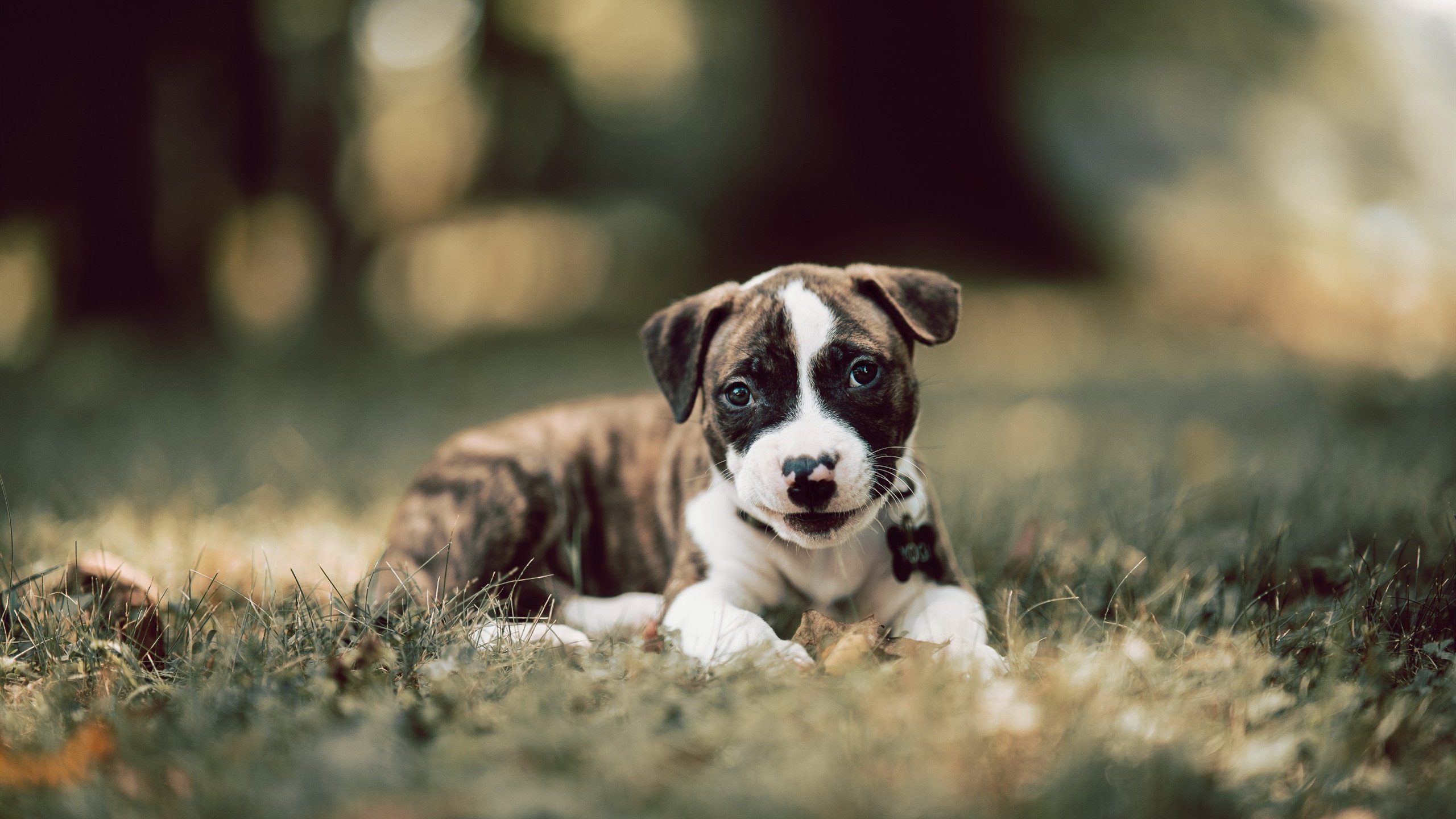 创新型青少年足球项目在多地区试点推广，为行业注入新动力，申报全国青少年足球特色学校材料